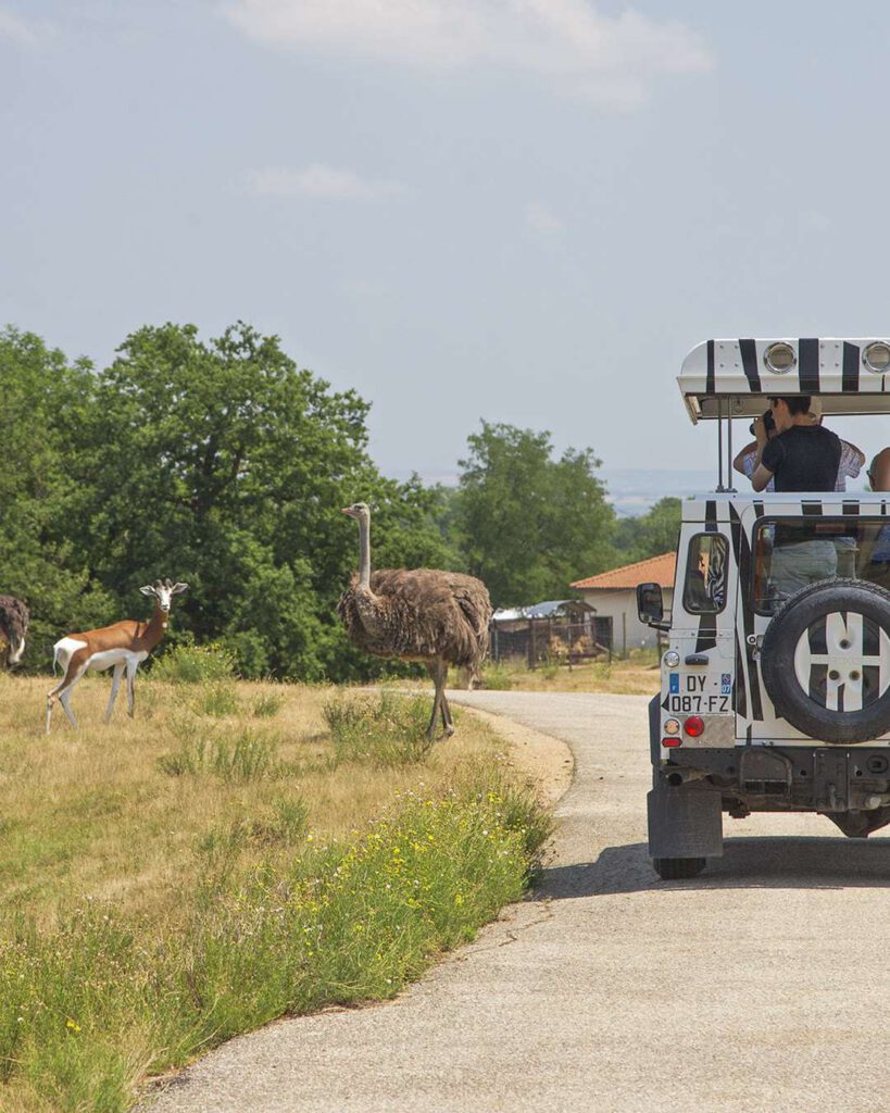 Safari en voiture : 4x4 ouvert aux flancs rayés sur une route, autruche et antilopes broutant en bordure